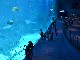 Singapore Aquarium (シンガポール)