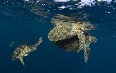 Sipadan diving صور