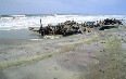 Skeleton Coast Images