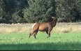 Small Elk Herd in North Bend 图片