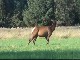 Small Elk Herd in North Bend (United States)