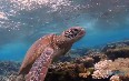 Snorkelling on Lady Elliot Island 写真