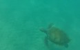 Snorkelling with Sea Turtles in Barbados صور