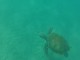 Snorkelling with Sea Turtles in Barbados (バルバドス)