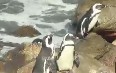 Stony Point Penguin Colony Images