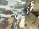 Stony Point Penguin Colony (جنوب_أفريقيا)