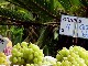 Sunshine Coast markets (Australia)