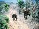 Tsavo National Park (ケニア)