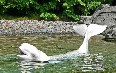 バンクーバー水族館 写真