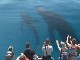 Whale Watching on Hervey Bay (オーストラリア)