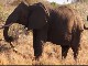 Wild Elephants in Meru Park (ケニア)