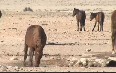 Wild Horses outside Aus Images