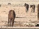 Wild Horses outside Aus (ناميبيا)