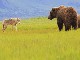 Wildlife Tours in Alaska (アメリカ合衆国)