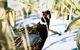 Winter Pheasant Hunting in North Dakota 写真