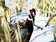 Winter Pheasant Hunting in North Dakota (アメリカ合衆国)