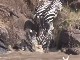 Zebras crossing the Mara River